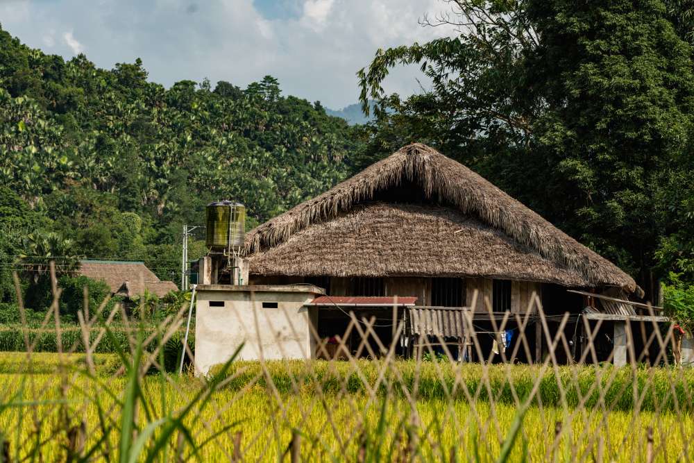 Thatched Roofs